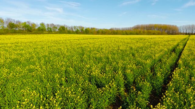 Green and yellow rapeseed field with visible tractor tracks leading across farmland toward tree line. Agricultural crop rows highlighting cultivation patterns, soil management and agronomy practice