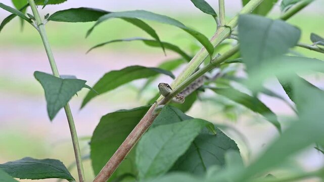 草陰からこちらをじっと見つめるアオダイショウの子供