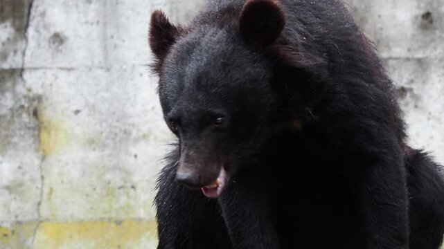 飛騨高山の奥飛騨にあるクマ牧場にいる可愛い熊の様子