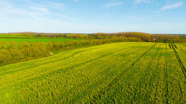 Vehicle driving along narrow country road beside yellow canola crops and dense tree line. Rural mobility across farmland with blooming fields and open countryside scenery. Travel route connecting
