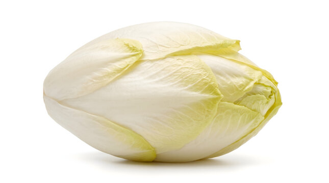 Fresh raw Belgian endive or chicory head isolated on a white background