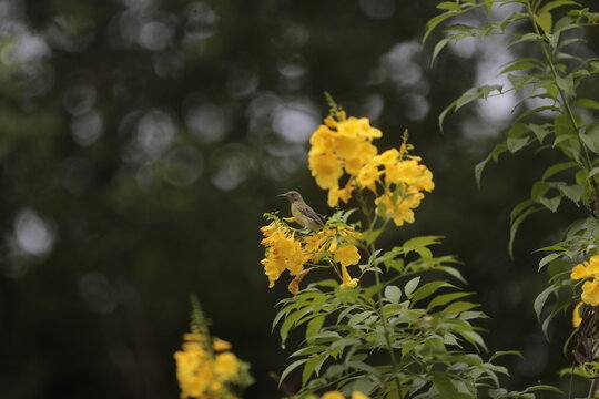 A bird sit Tecoma Stans flower in a garden in Nakhon Sawan province north of Bangkok on July 12, 2026.