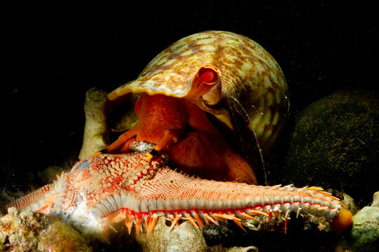 Triton&acute;s Horn, Trumpet Shell, Atlantic triton (Charonia lampas - Charonia variegata) chasing a starfish (Astropecten aranciacus) Argentiera. Sardinia, Italy, mediterranean sea 