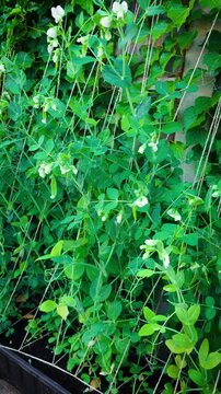 Garden peas flowering climbing trellis. White pea blossoms green pods and healthy vines growing on support strings in backyard vegetable garden. Home organic vegetable gardening sustainable food
