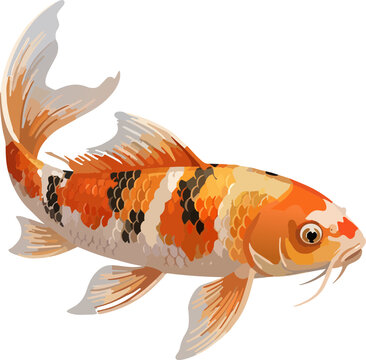 koi fish