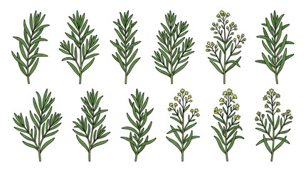 Fototapeta premium Premium Tarragon Botanical Collection Isolated on White Background