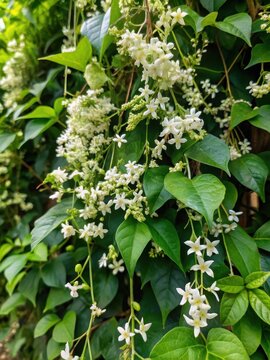 Cayratia trifolia