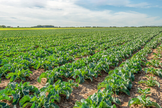 Dutch field with young cauliflower plants alternating with a strip of kale plants. The photo was taken in the province of North Brabant on a sunny summer day.