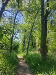 Fototapeta premium Sunlit Woodland Walkway Through Fresh Spring Greenery.