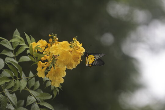 A Troides Aeacus, (butterfly) sit Tecoma Stans flower in a garden in Nakhon Sawan province north of Bangkok on July 12, 2026.