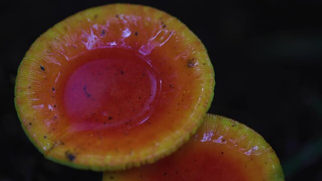 Cinematic macro b-roll of a wet red mushroom in a rainy Japanese forest with bokeh