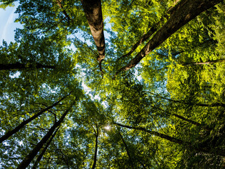 Fototapeta premium Foresta di Cerro in estate