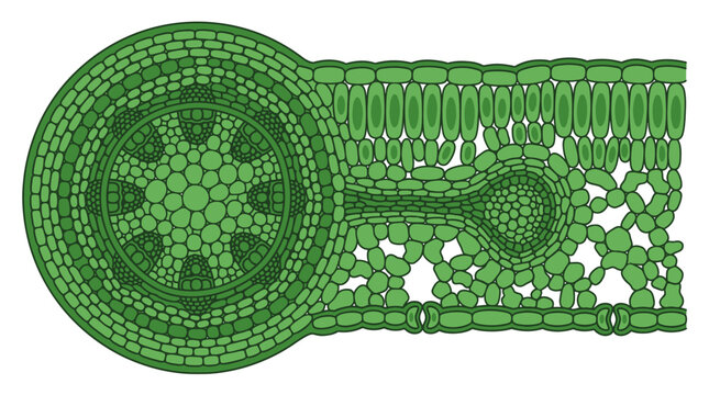 Cross section diagram of plant leaf structure showing vascular bundle