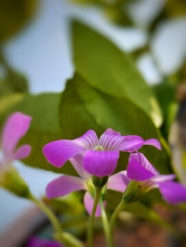 Macro of Purple Oxalis Flower Blooming in Natural Garden