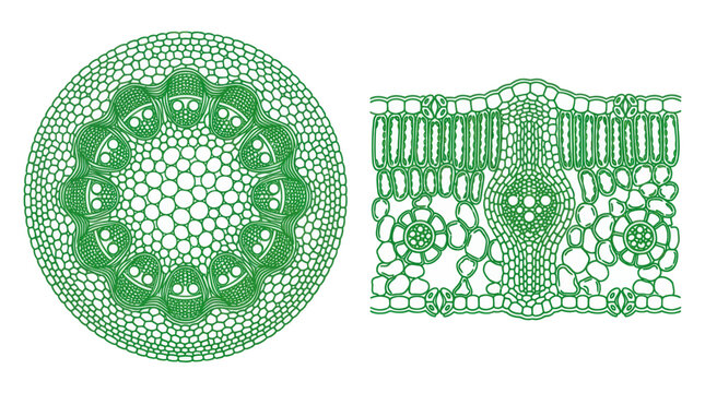 Microscopic cross section of plant stem and leaf anatomy illustration