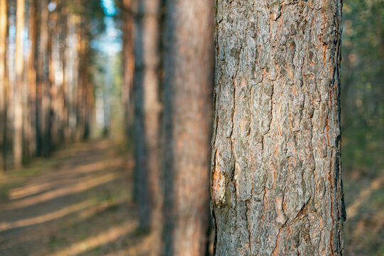 Shallow Focus Pine Trunk with Blurred Forest Path Behind
