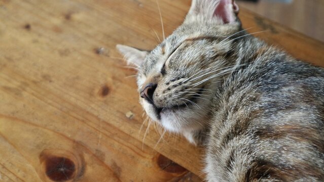 Close up view of a cute tabby cat sleeping peacefully on a textured wooden table. Detailed soft fur and relaxed feline face. Domestic pet lifestyle and cozy concept.