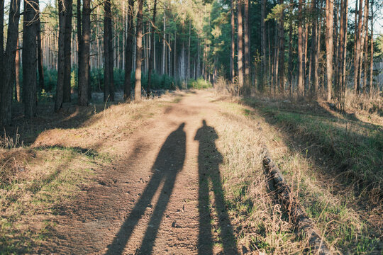 Two Long Human Shadows on a Forest Road at Sunset