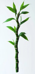 Fototapeta premium single glossy green bamboo stalk with several vibrant leaves on a clean white background, calm fresh minimalist and serene mood