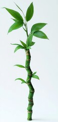 Fototapeta premium single twisted green bamboo stalk with glossy elongated leaves on a white background conveying calm minimalism