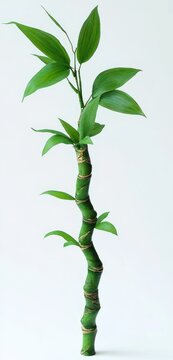 single twisted green bamboo stalk with glossy elongated leaves on a white background conveying calm minimalism