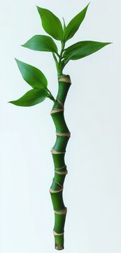 single segmented green bamboo stalk with fresh leaves on a clean white background, calm minimalist botanical composition