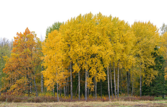 Autumn mixed forest cutout featuring a golden aspen grove, birch, oak, and evergreen spruce trees with shrubs and dry grass at the woodland edge. Isolated natural forest landscape element.