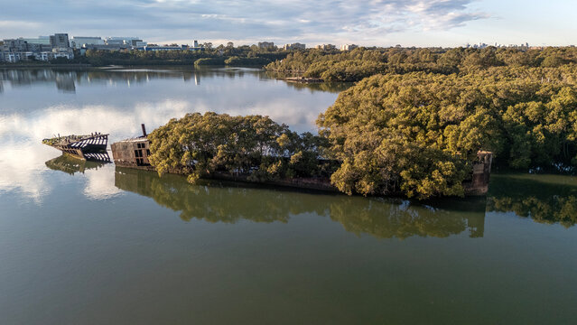Shipwreck with mangrove forest growing out of its rusty hull on sunny day from top down aerial view. Wreck in located in Homebush Bay, Parramatta river, Sydney Australia.
