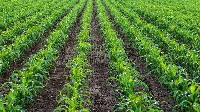 Maize plantation expanding across productive agricultural land with healthy growth. Low altitude aerial perspective over young corn plants and cultivated soil between crop rows. Farm management and