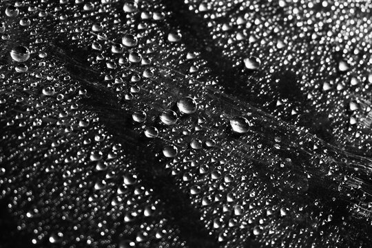 Close-up of water droplets on a black background with detailed texture.