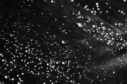 Abstract water droplets on a black surface, macro background featuring moisture, condensation, and realistic wet texture.