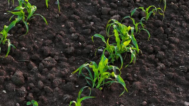 Corn seedlings growing in textured agricultural soil with developing root zone. Green maize plants advancing through vegetative growth stage across productive farmland. Sustainable crop production and