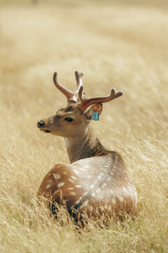 Cute sika deer with small velvet antlers resting in golden field