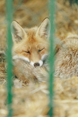 Fototapeta premium Close up of cute red fox sleeping peacefully in cage