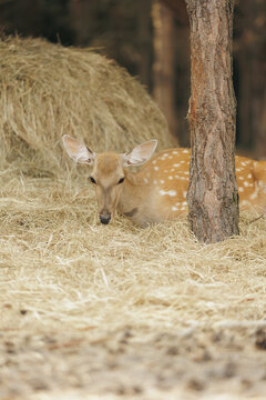 Young spotted deer resting on dry straw behind a tree trunk