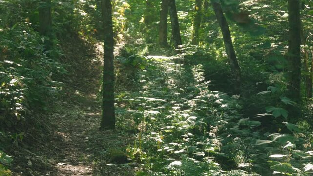 Sunlight filtering through the trees in a summer forest