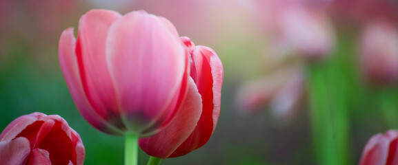 Fototapeta premium Banner Pink tulip flower blossom botanical garden beautiful petal floral green park. Pastel tulip blossom bloom flower plant with copy space. Panorama Pink bloom amazing landscape spring gardening