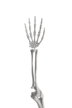 Arm of human skeleton isolated on white background