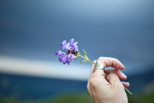 Peque&ntilde;a flor silvestre lila sostenida sutilmente por una mano