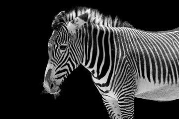 Side profile portrait of a zebra isolated on a black background, showing dark and light stripe patterns clearly. Stock photo © Timur Abasov
