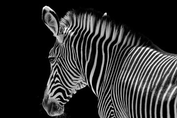 Side profile portrait of a zebra isolated on a black background, showing dark and light stripe patterns clearly. Stock photo © Timur Abasov