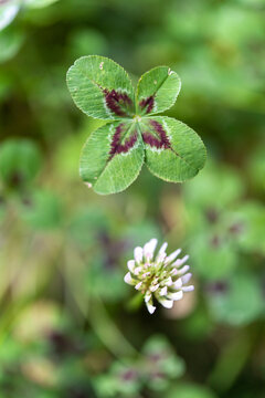 Four-leaf clover with clover flower, top view