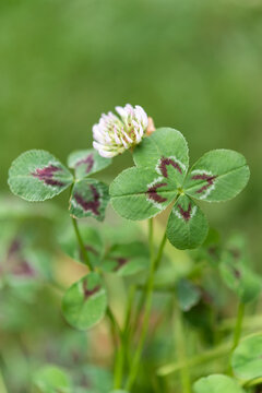 Rare four-leaf clover among three-leaf clovers