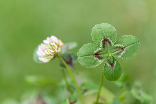 Four-leaf clover and blooming clover flower
