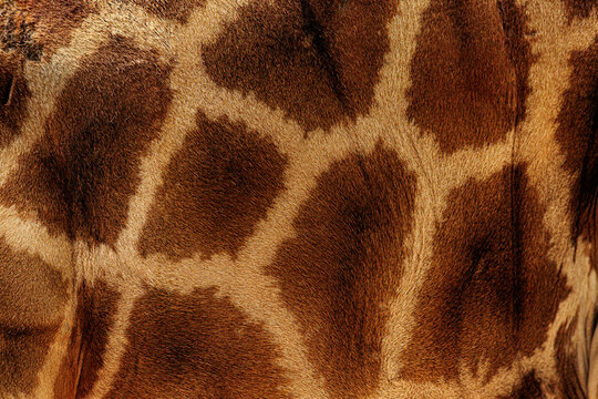 Close up view of giraffe fur and skin showing the detailed brown geometric spotted pattern on its neck and body. Stock photo