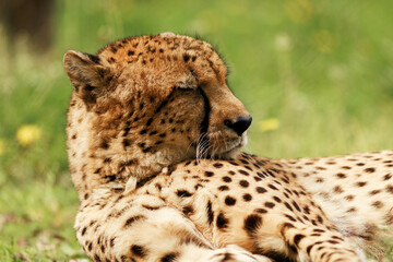 Close up portrait of a cheetah resting comfortably on a grassy lawn with soft lighting and eyes resting shut. Stock photo © Timur Abasov