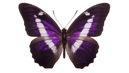 Isolated iridescent purple and white tropical butterfly with beautiful detailed wings and antennae © Ana