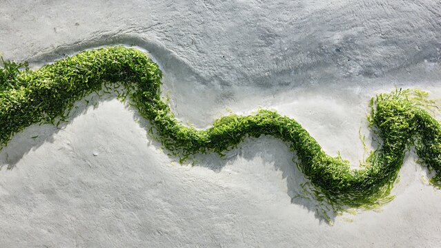 Fresh Green Seaweed Flowing Across White Sand Creating Organic Coastal Pattern