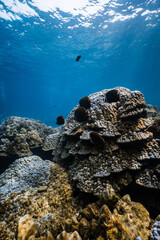 Small school of collared butterflyfish swimming over a hard coral reef in blue ocean. © PIPE DIVE UNDERWATER