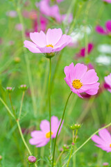 Fototapeta premium Beautiful pink cosmos flowers blooming with green leaves in autumn field background with copy space